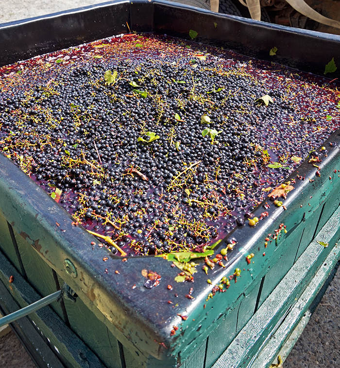 BAco noir grapes in the crate
